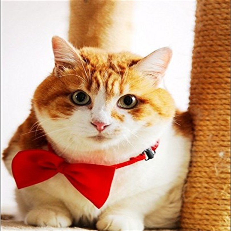 400PCS/lot Adjustable Dog Cat  - đánh giá và giá Pet Supplies Wholesale
